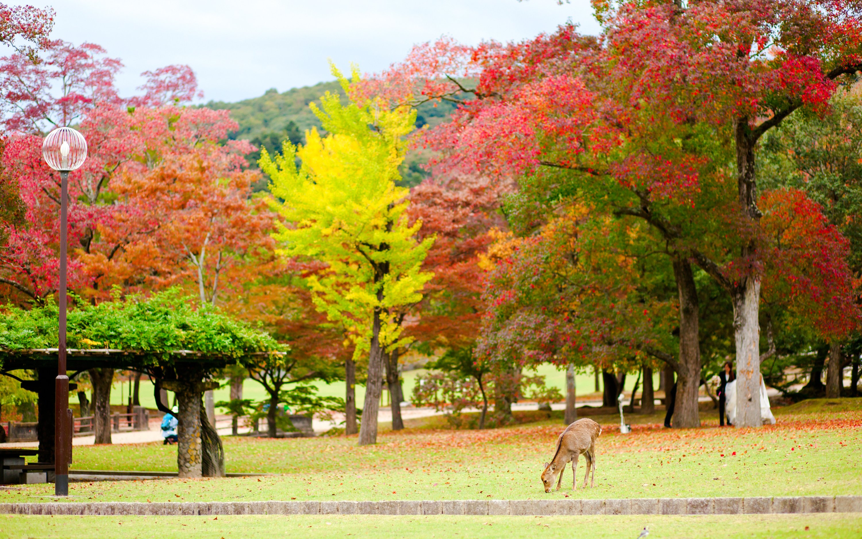 Deer grazing among colorful autumn trees in Nara Park, Japan.