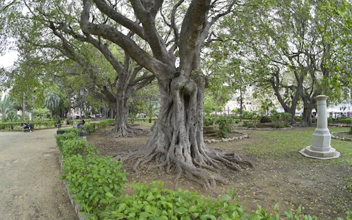 Orto Botanico garden with large trees and pathways, Palermo, Italy.