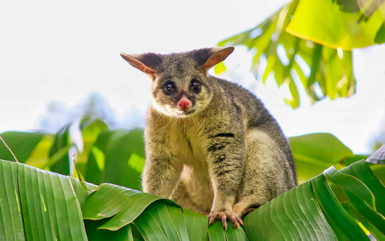 Night Safari Singapore - Common Brushtail Possum