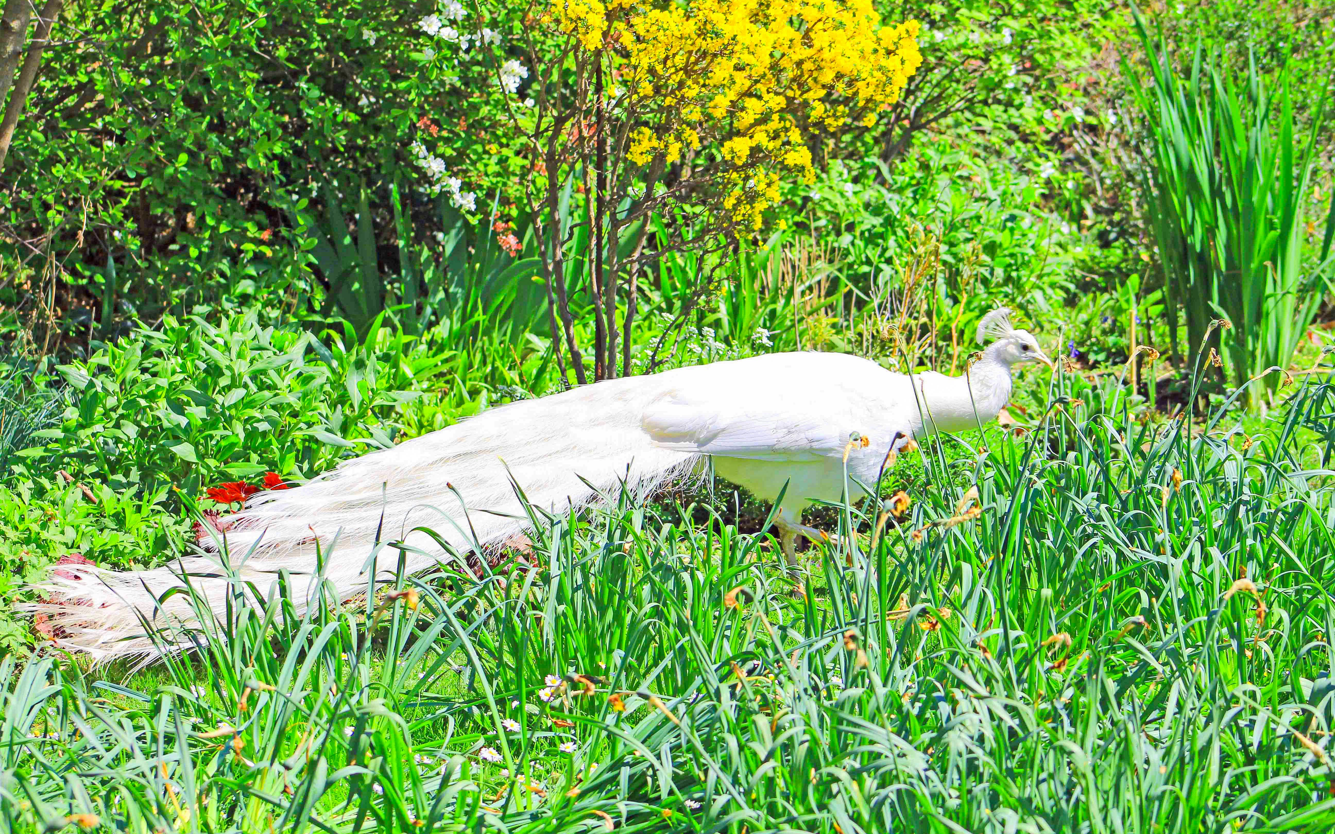 White peacock in lush greenery at Vincennes Zoo.