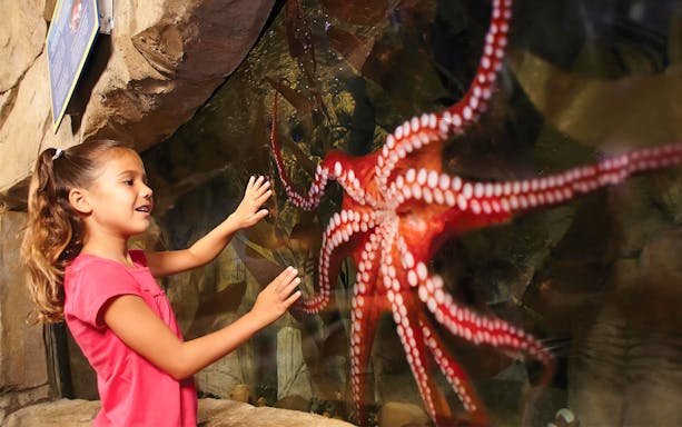 Child observing an octopus at an aquarium in San Diego.