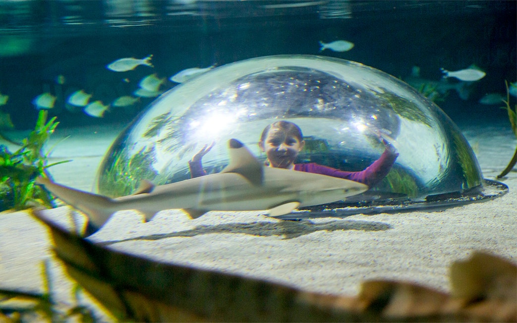Girl observing shark through underwater dome at Sea Life Oberhausen.