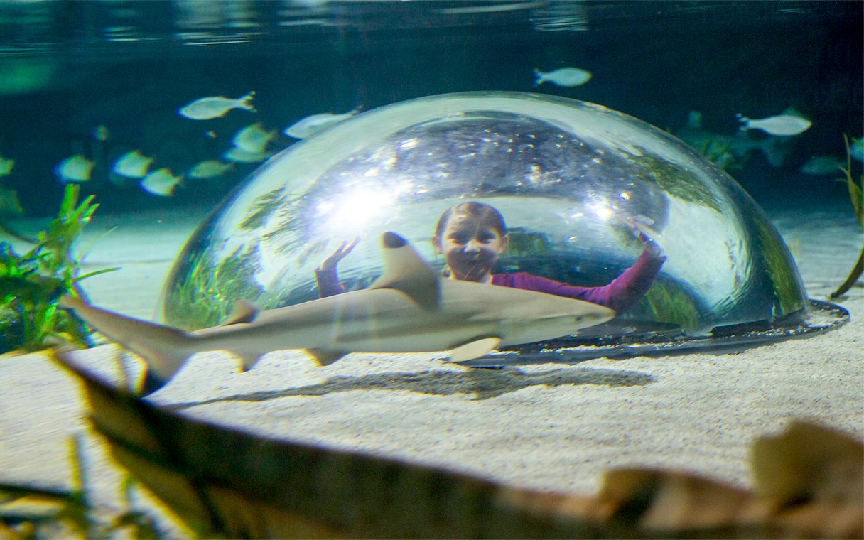 Girl observing shark through underwater dome at Sea Life Oberhausen.