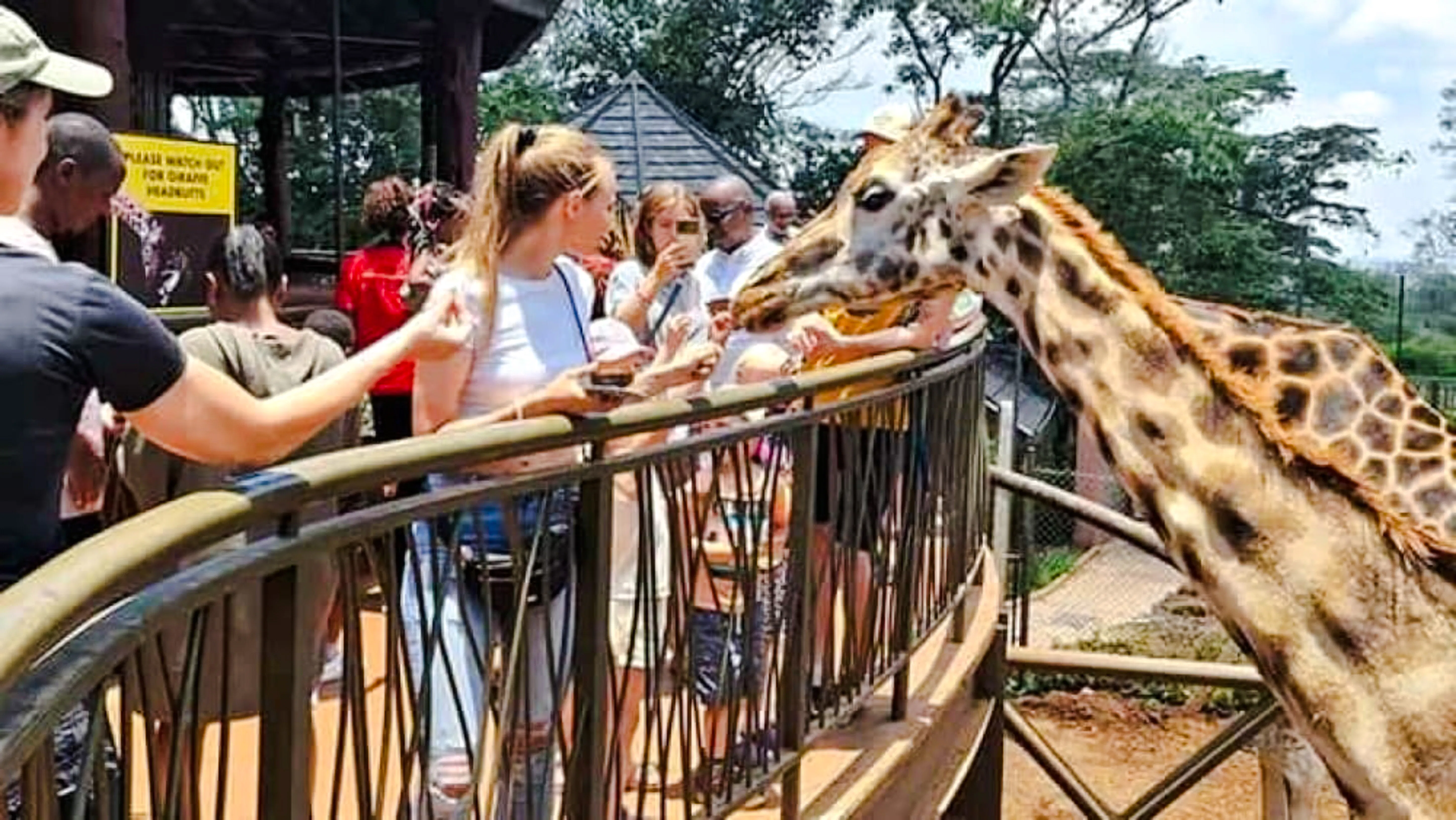Visitors feeding a giraffe at the Giraffe Center in Nairobi during a guided tour.