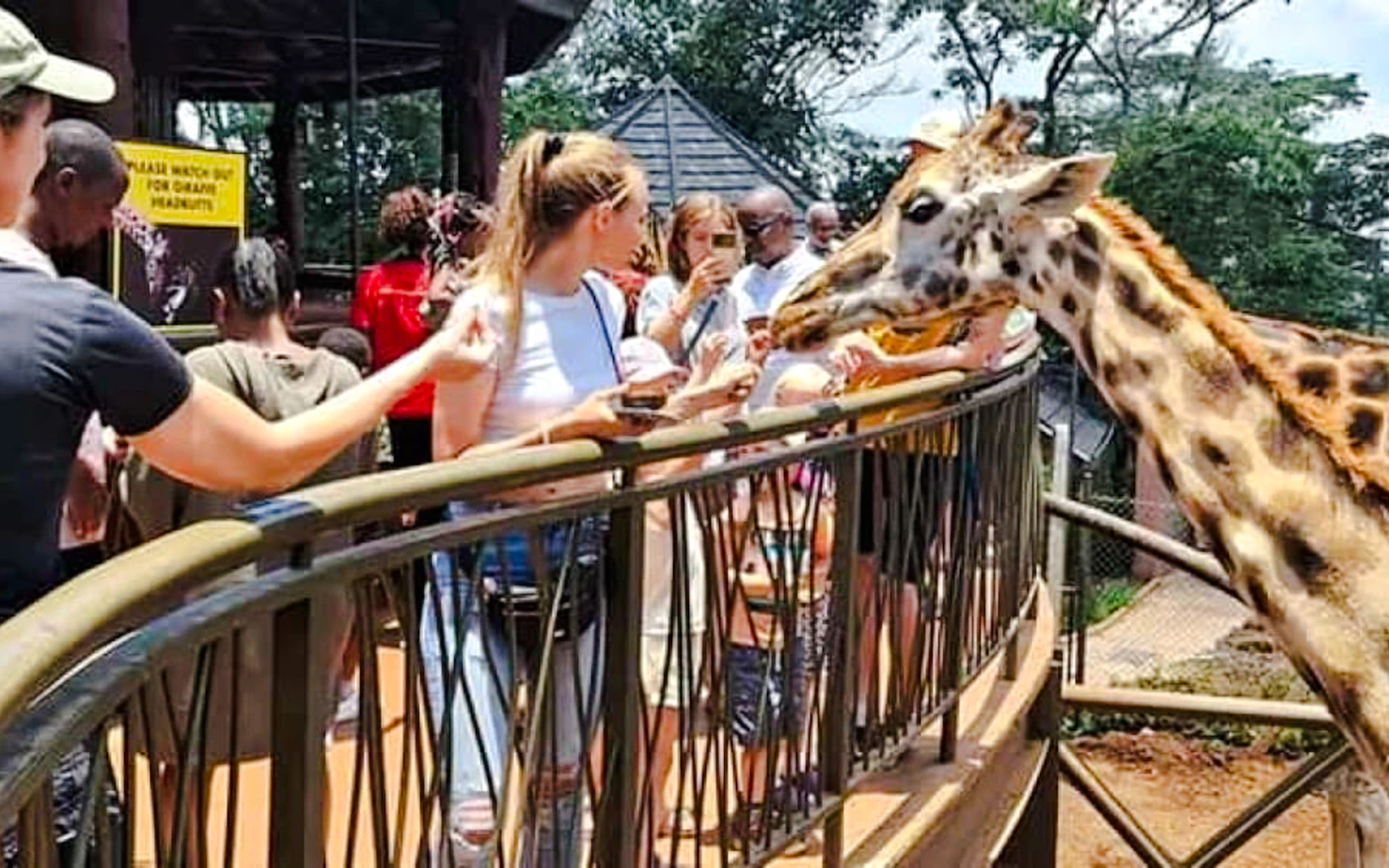Giraffe Centre Guided Tour with Nature Trail (Product 56416)