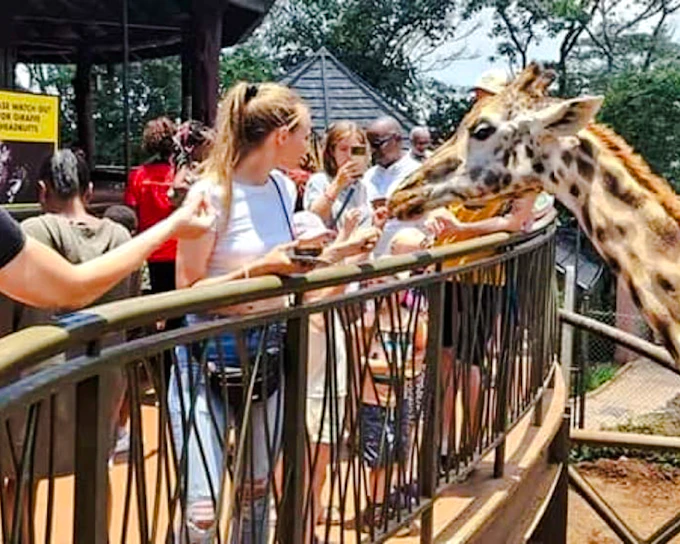 Giraffe Centre Guided Tour with Nature Trail (Product 56416)