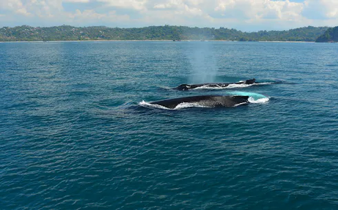 Whales surfacing in Marino Ballena National Park during guided boat tour.