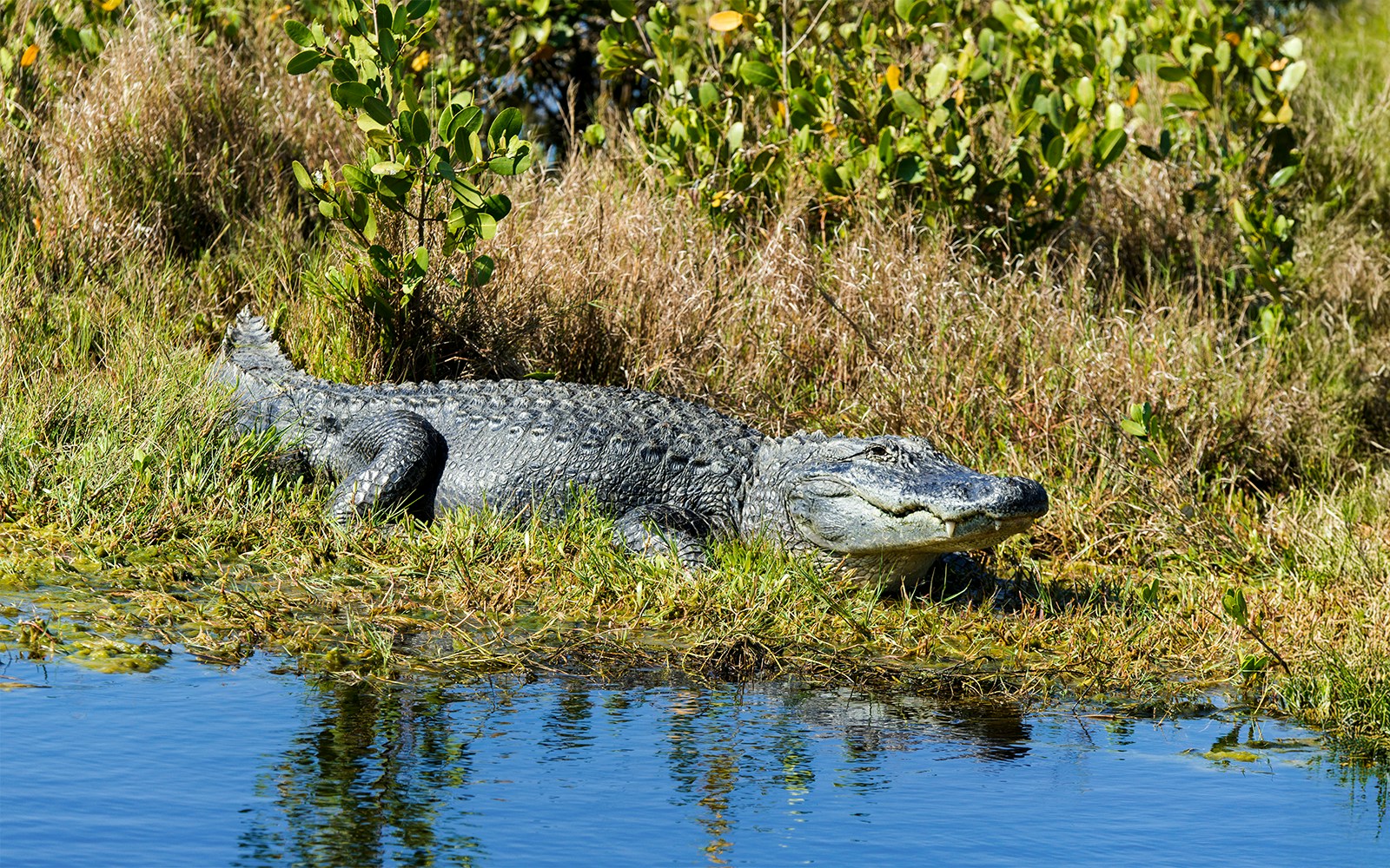 Alligator resting on grass beside water in Everglades National Park.
