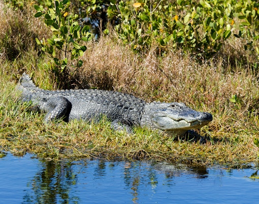 Alligator resting on grass beside water in Everglades National Park.