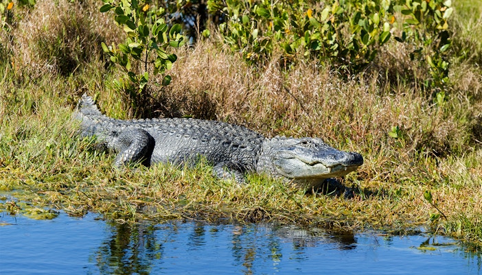 Alligator resting on grass beside water in Everglades National Park.