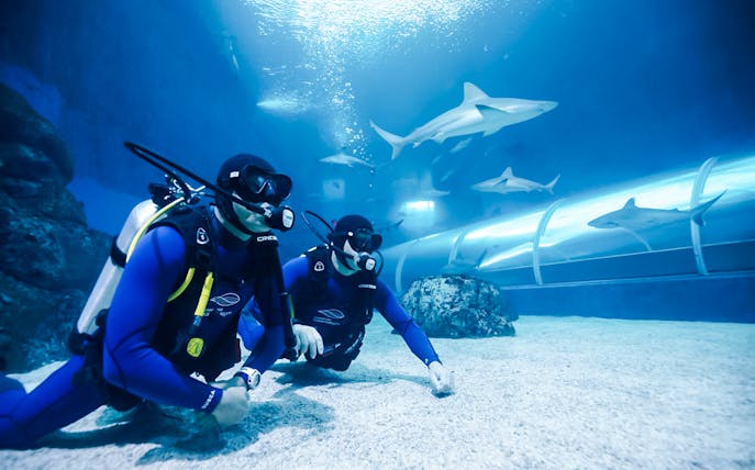 Divers in a PADI shark diving program observe sharks swimming in an underwater enclosure.