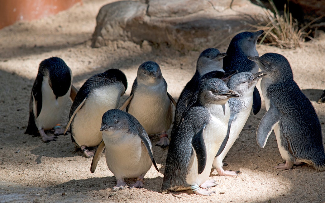 Penguins gathered on sandy ground at Phillip Island Penguin Parade.