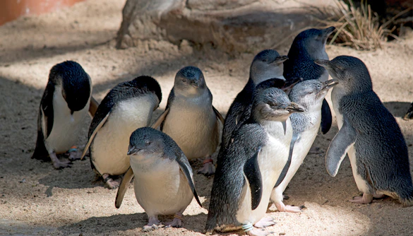 Penguins gathered on sandy ground at Phillip Island Penguin Parade.