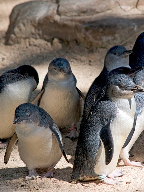 Penguins gathered on sandy ground at Phillip Island Penguin Parade.