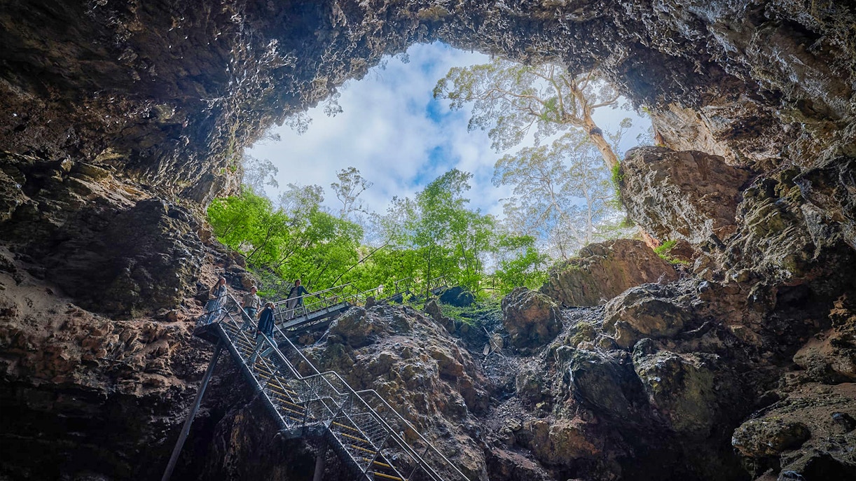 photography of towering karri trees in the late afternoon.