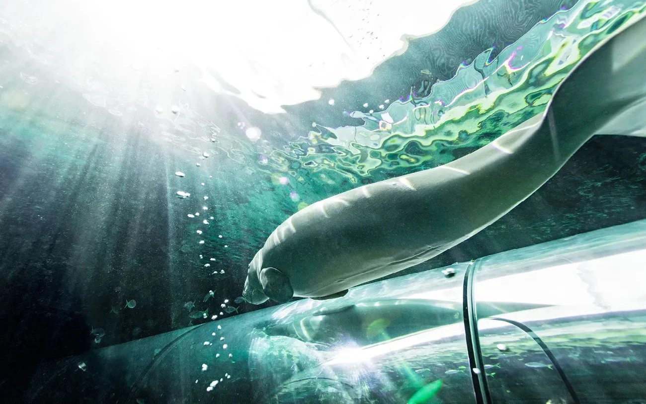 Dugong
