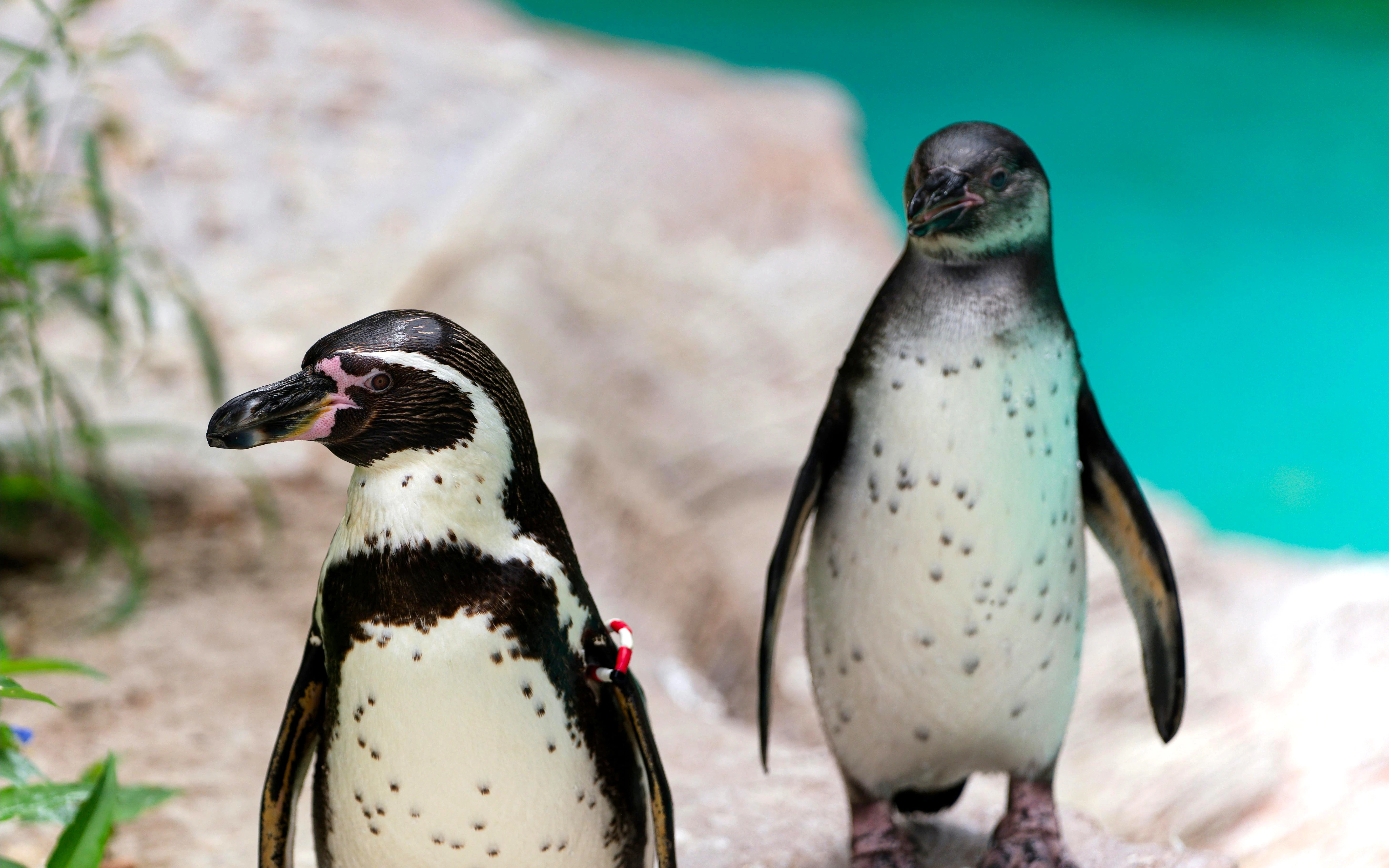 penguins at an aquarium