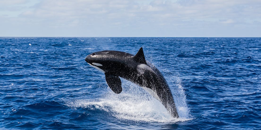 Whale Watching in Perth