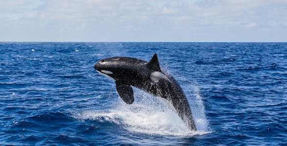 Whale Watching in Perth