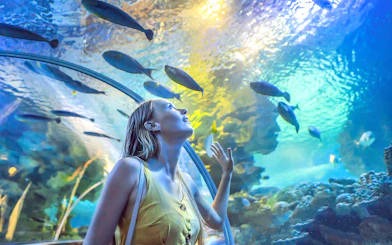 Visitors observing sharks in Dubai Aquarium tunnel.