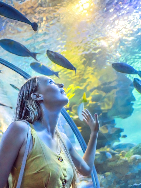 Visitors observing sharks in Dubai Aquarium tunnel.