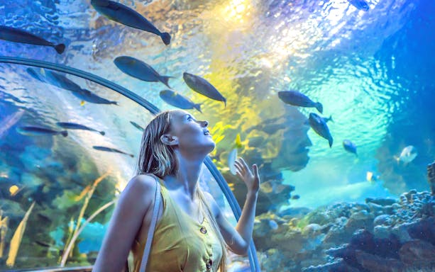 Visitors observing sharks in Dubai Aquarium tunnel.