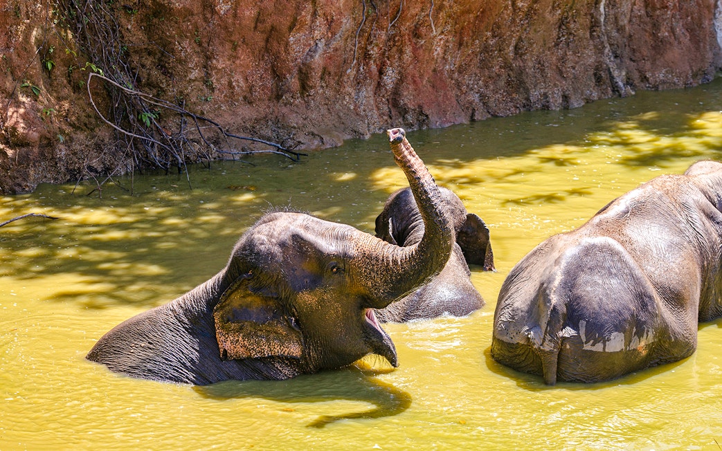 Elephants bathing in a pond at Bukit Elephant Park.