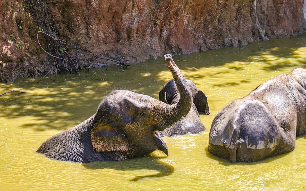 Elephants bathing in a pond at Bukit Elephant Park.