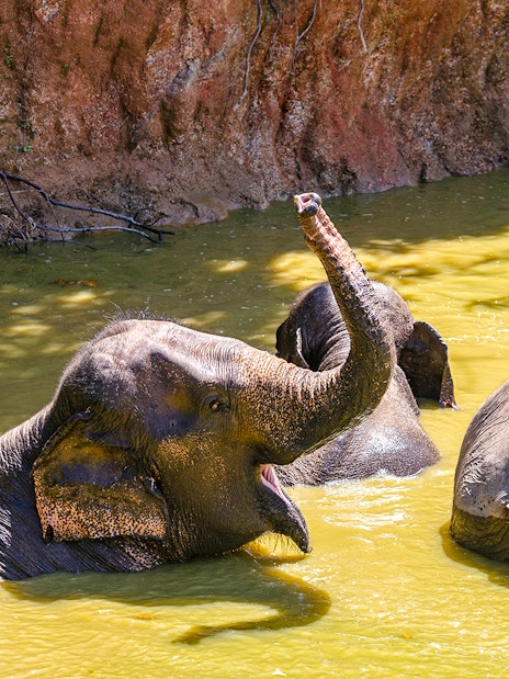 Elephants bathing in a pond at Bukit Elephant Park.