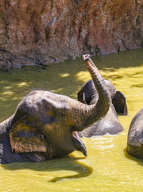 Elephants bathing in a pond at Bukit Elephant Park.
