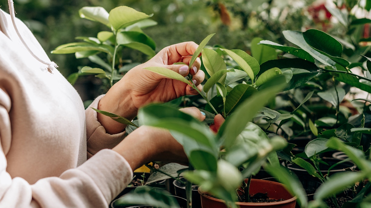 Indoor plants displayed in a modern living room setting.