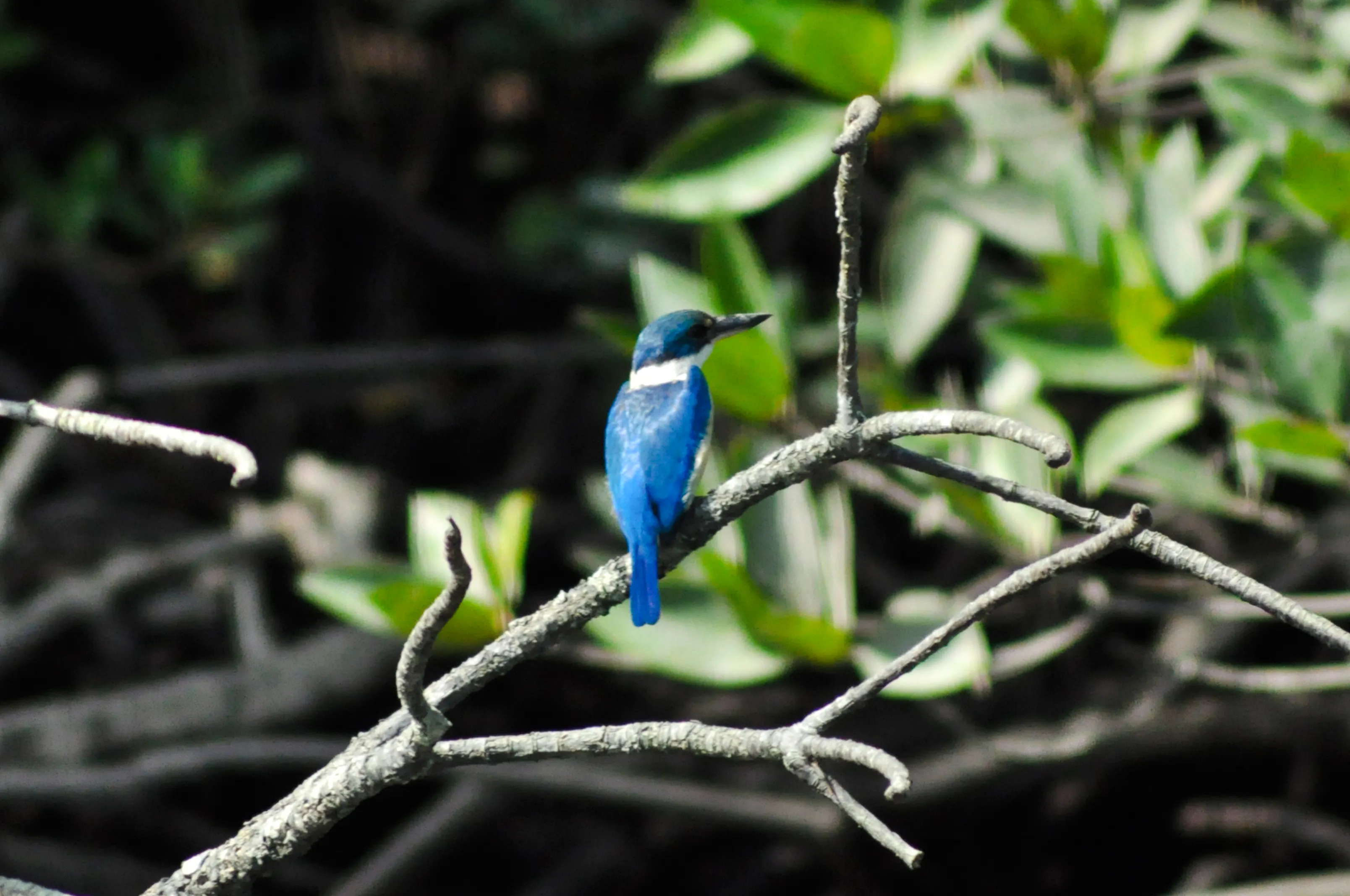 langkawi kilim geoforest park mangrove kayaking tour with lunch and pickup-8