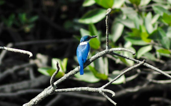 langkawi kilim geoforest park mangrove kayaking tour with lunch and pickup-8