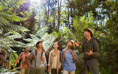 Guided group walking through lush forest in Great Otway National Park, Great Ocean Road.