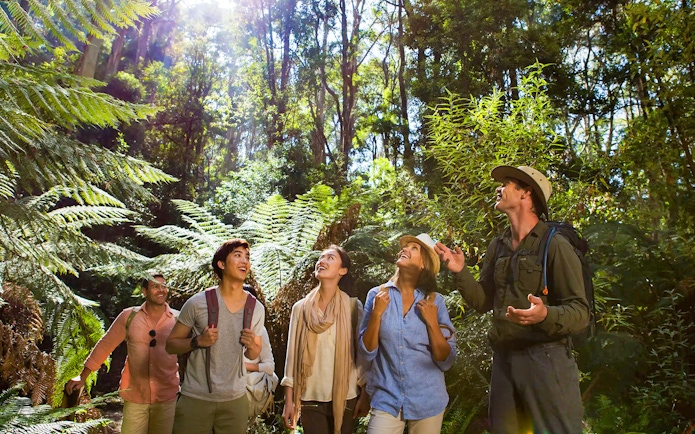 Guided group walking through lush forest in Great Otway National Park, Great Ocean Road.
