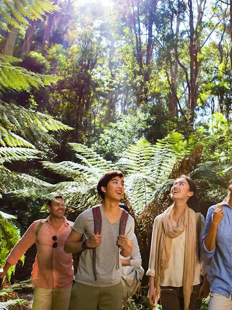 Guided group walking through lush forest in Great Otway National Park, Great Ocean Road.