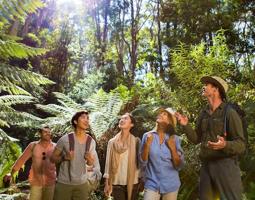 Guided walk through Great Otway National Park along Great Ocean Road, featuring lush forest scenery.