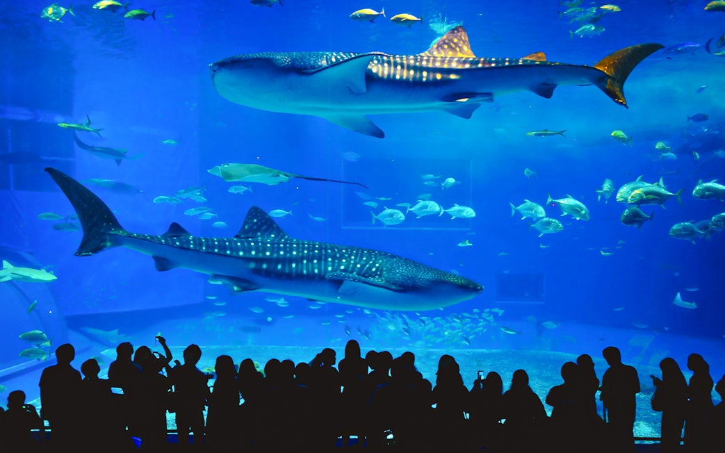 Travellers observing whale sharks and fish at Aquaria Phuket.