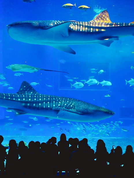 Travellers observing whale sharks and fish at Aquaria Phuket.