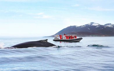 Guests photographing a whale near their RIB speedboat during a whale watching tour in Akureyri.
