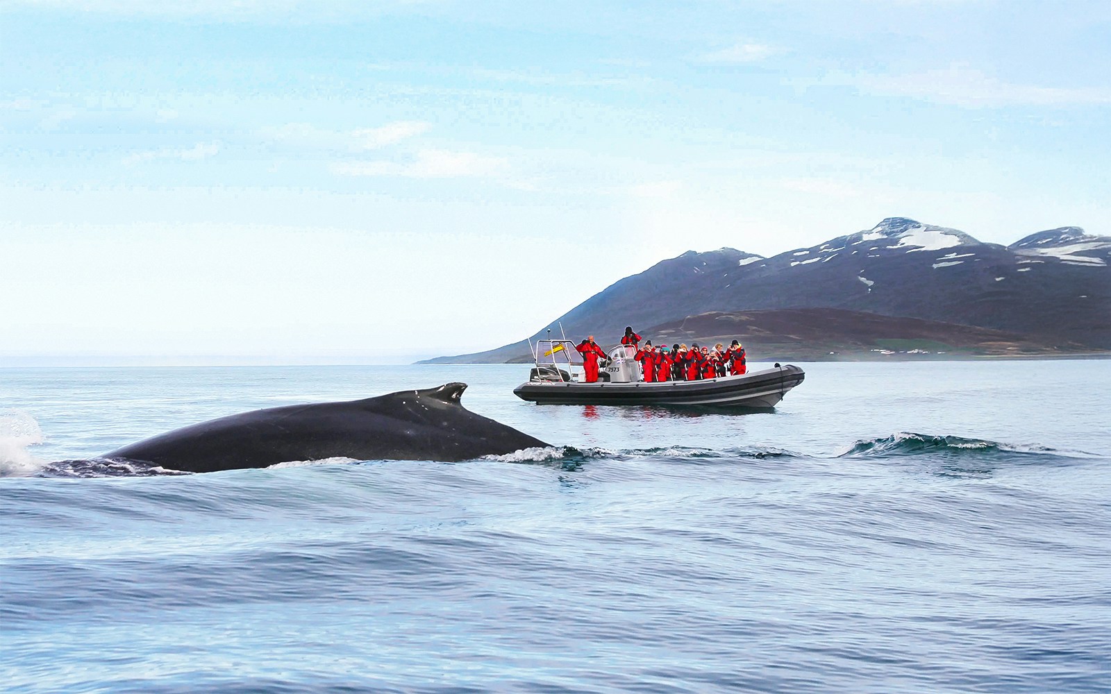 Whale tail near boat with guests taking photos on RIB speedboat during Akureyri whale watching tour.