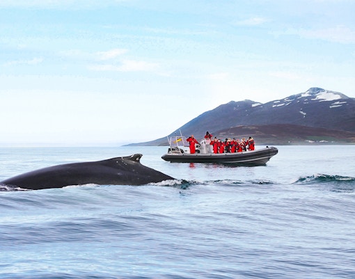 Guests photographing a whale near their RIB speedboat during a whale watching tour in Akureyri.