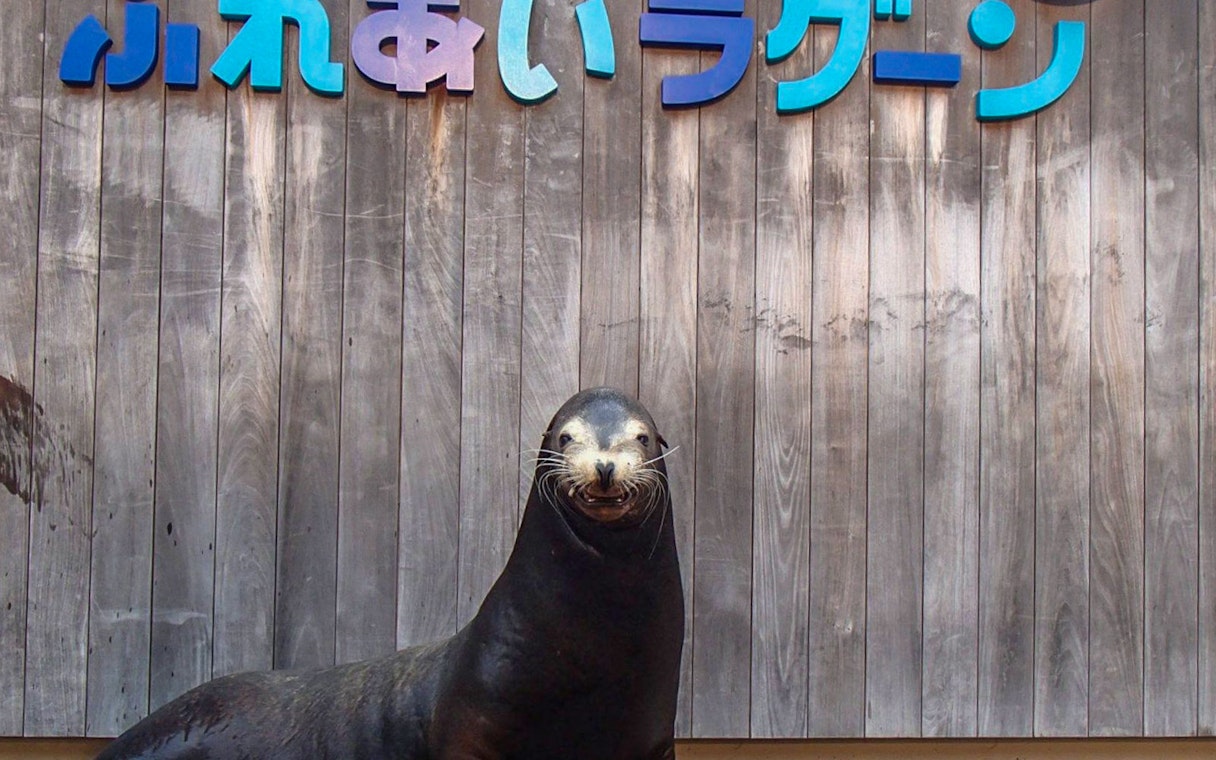 Sea lion in front of Maxell Aqua Park Shinagawa sign in Tokyo, Japan.
