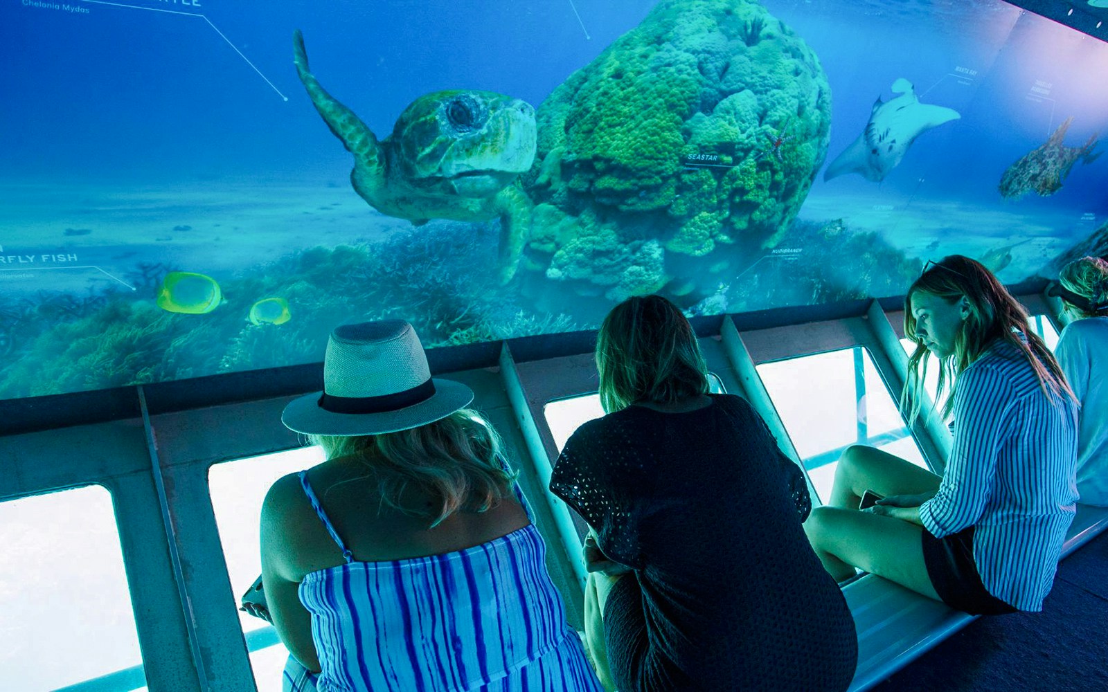 People observing marine life from a semi-submersible at the Great Barrier Reef.