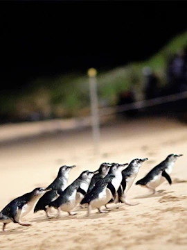 Penguins walking on the beach at night on Phillip Island, Australia.