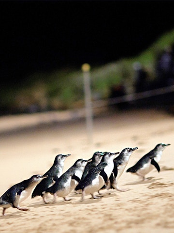 Penguins walking on the beach at night on Phillip Island, Australia.