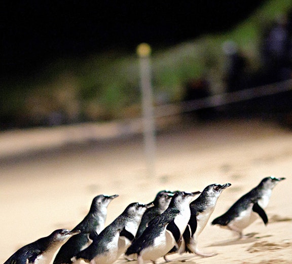 Penguins walking on the beach at night on Phillip Island, Australia.
