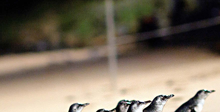 Rondleidingen Phillip Island