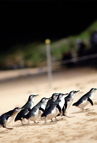 Penguins walking on the beach at night on Phillip Island, Australia.