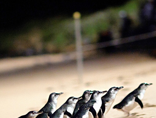 Penguins walking on the beach at night on Phillip Island, Australia.